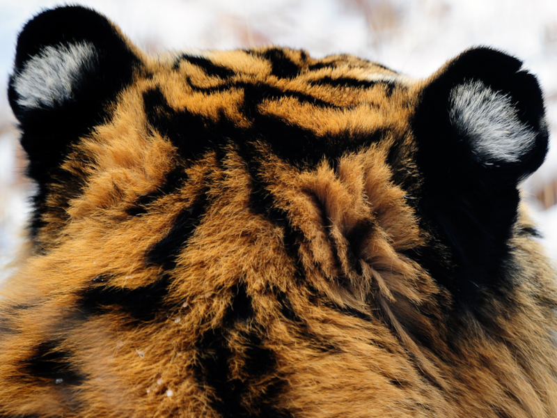 Уши тигра. Фото: Юрий Смитюк