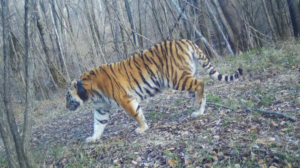 Тигриные вести ЕАО: Гром правит единолично, Лазовка и Филиппа снова принесли тигрят