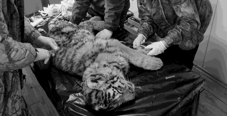 Despite all the measures they couldn’t save the tiger cub in Primorye