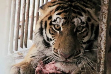 Tiger dubbed Uporny returned to the wild