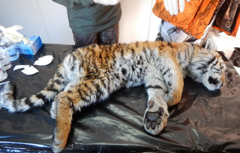 Second tiger cub comes to people in Primorsky krai