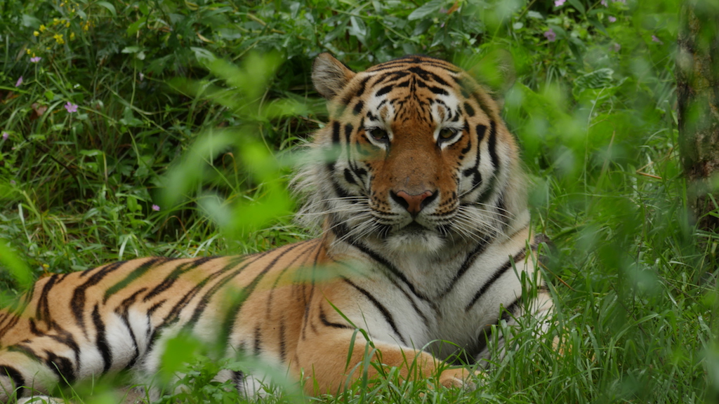 Центр «Амурский тигр» и Экспобанк запускают совместный проект в поддержку тигров