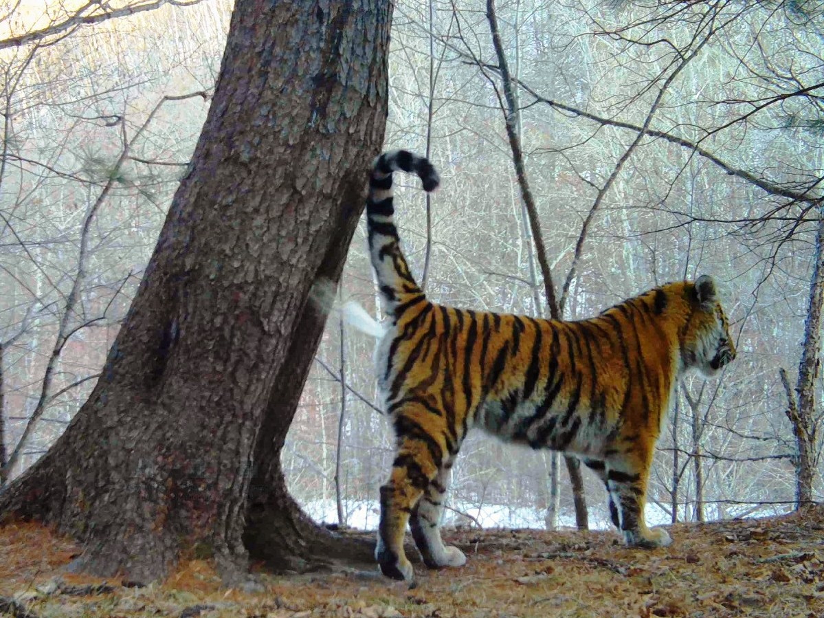 Тигрица оставляет запаховую метку на дереве в национальном парке «Зов тигра»