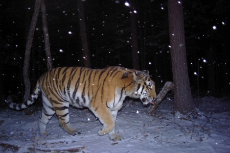 В Приморье студенческий отряд «Тигр» подарил полосатой красавице имя