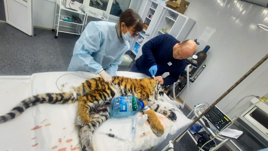 Специалисты борются за жизнь тигренка из Еврейской автономной области и разыскивают его мать (ОБНОВЛЕНО)