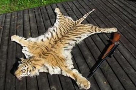 В Хабаровском крае задержали преступников причастных, к убийству амурского тигра